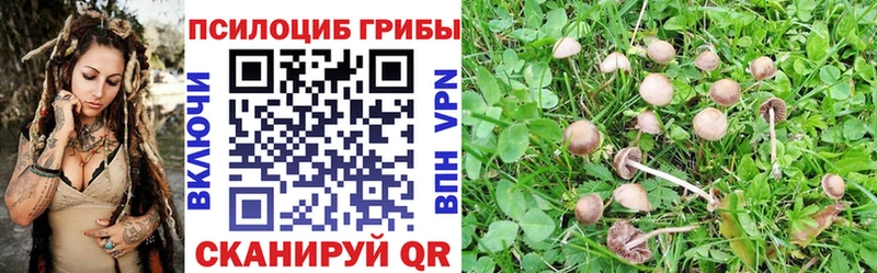 Галлюциногенные грибы Psilocybine cubensis  Ленск 